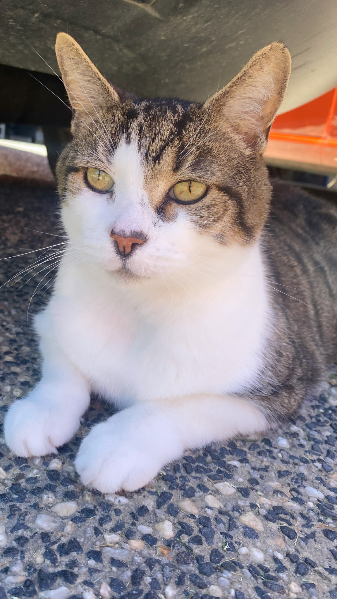 Lord Squeak of Mushington, chief editor