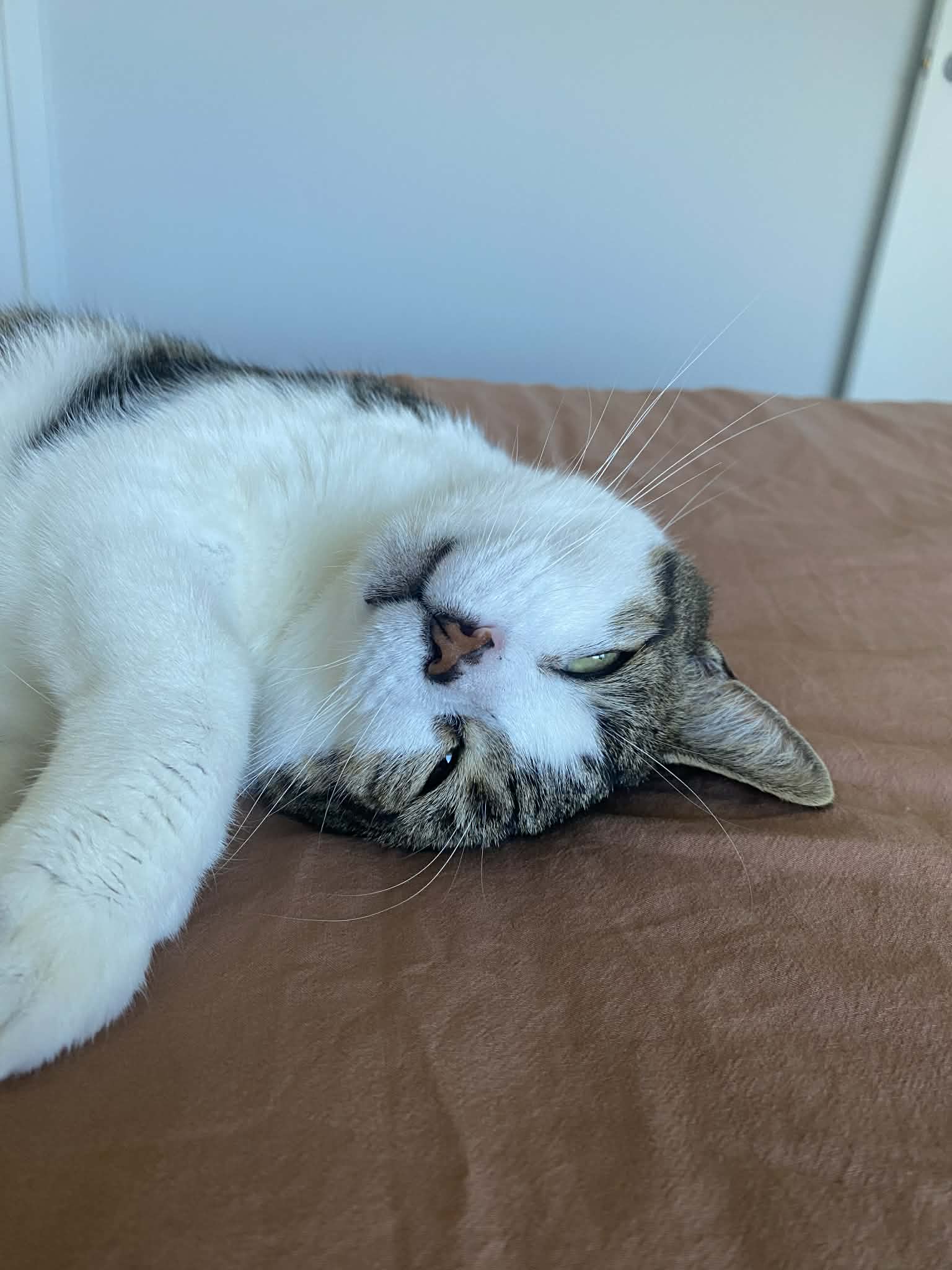 Drogo sleeping spot 1