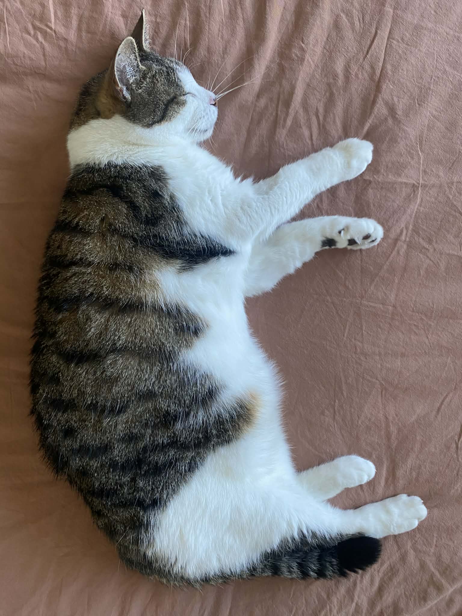 Drogo sleeping spot 2